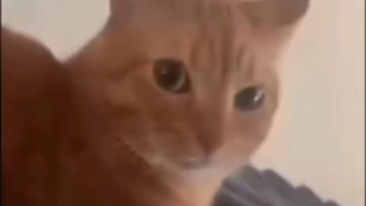 มีมแมวที่ช่วยรักษาโรคสมองพิการได้