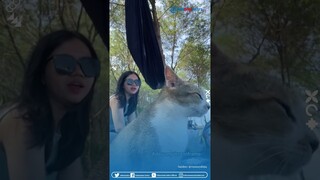 Momen Pria dan Wanita Lagi Asyik Piknik, Malah Tetiba Dihampiri Kucing Numpang Eksis di Kamera