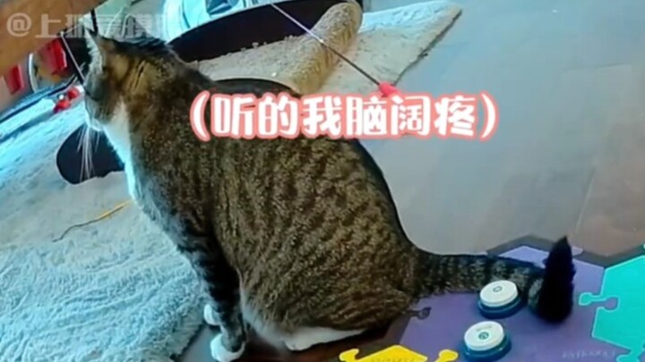 Cat: Life is dull—trying to tame humans