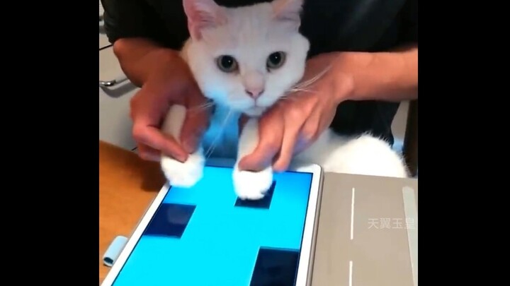 Cat: Please, just find me a class already! Being human is so boring...