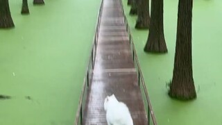 Anjing: Sial, bulu putih tidak bisa mengapung di air hijau.