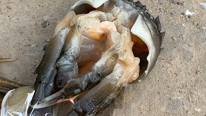 The first time I've ever seen a crab successfully molt its shell on land.