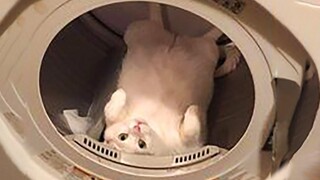 Funniest Cats 😹 - อย่าพยายามกลั้นเสียงหัวเราะ 😂 - Funny Cats Life
