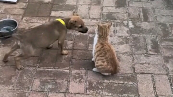 Tom dan Jerry tidak pernah berbohong kepada saya, seni berasal dari kehidupan 😂