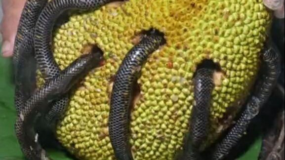 Indian “third brother” makes spicy water-flavored strips and drills into jackfruit