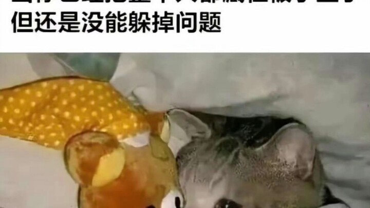 《มีมแมวกับสุนัข 28》