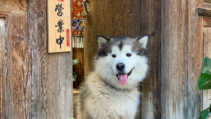 An alaska attracts customers in front of the store