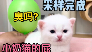 How smelly can a kitten’s fart be?