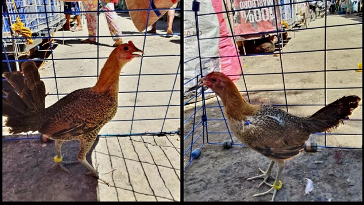 Pumpkin hennie x sbr 6months vs Bulik 3years