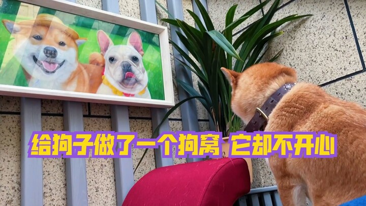 Làm riêng một chiếc chuồng cho Đại Hoàng, thế mà nó lại không vui, rốt cuộc là tại sao nhỉ?