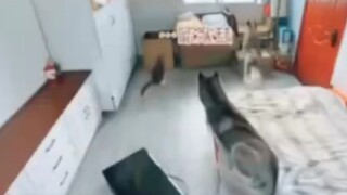 Videos 12#