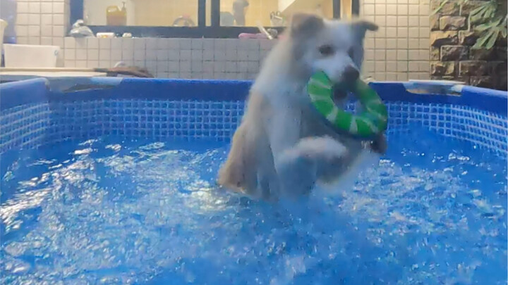 Kalau begitu, ayo pasang kolam renang saja, toh Bella memang suka berenang #Border Collie Chen Bella