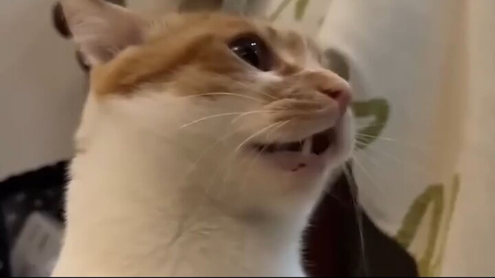 Cats being cats 🤣🤣 #funny #catvideos #catshorts #cat