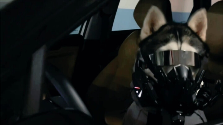 When a Dog Has Two Identities