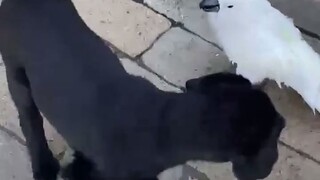 原来鹦鹉也喜欢撸狗...