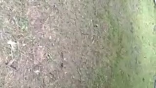 my stag vs cock.. this bloodline is tested.. naka.chamba lng.. hehehe