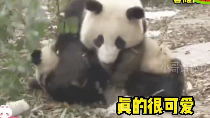 ไม่เคยรู้มาก่อนเลยว่าแพนด้ายักษ์สามารถรับเป็นบุตรบุญธรรมได้ หยวี่หยวนและเฟิงฮวาเตรียมจะรับเลี้ยงแพนด