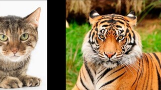 Apa versi anjing yang diperbesar?