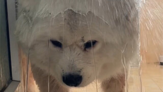 พูดอีกครั้ง! เรา! ไม่ได้ล้างรถที่บ้าน! (เวอร์ชันดื่มด่ำแบบเต็มๆ)