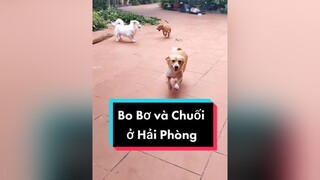 Mấy e nhà tớ thông minh ko ạ? cunyeucuadua chó chócon chókhôn chócute