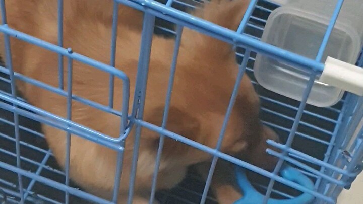 Titan loves her toy🥰