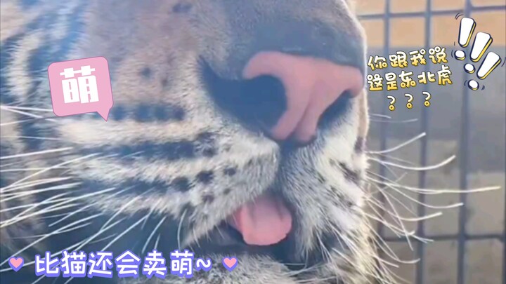 Harimau Siberia paling lembut, “Hati Kecil”, sudah datang~