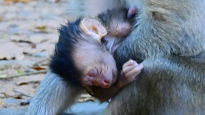 Breaking heart to see newborn baby monkey very weakness like this Cos mom Douchess no milk for him