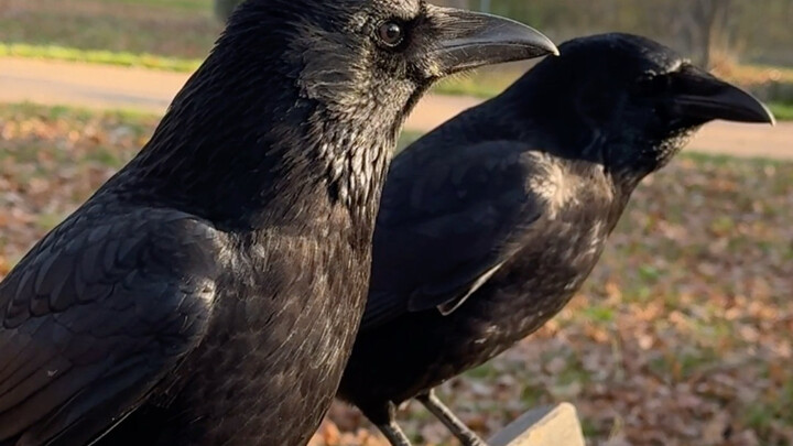 Dorongan sang istri membuat burung jantan menjadi berani
