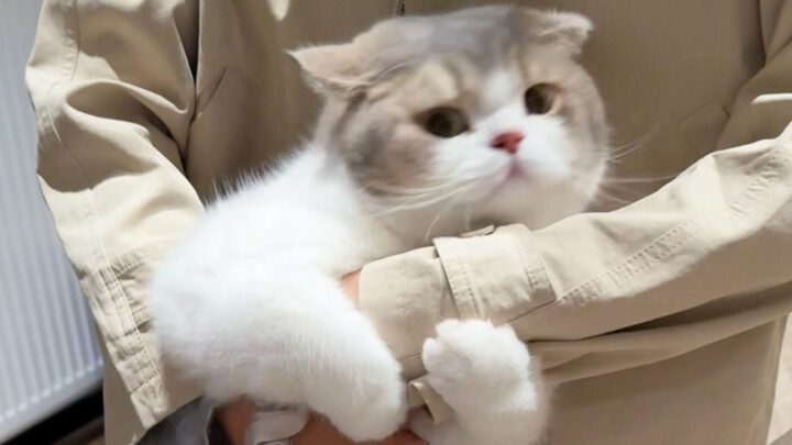 Have you ever seen such a pathetic kitten?
