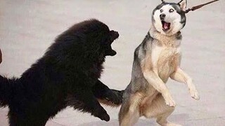 Funny Angry Dogs Video - Don't Make Them Angry | Pet Squad