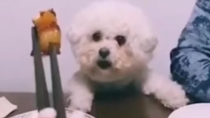 看把孩子急得，就差开口说话了