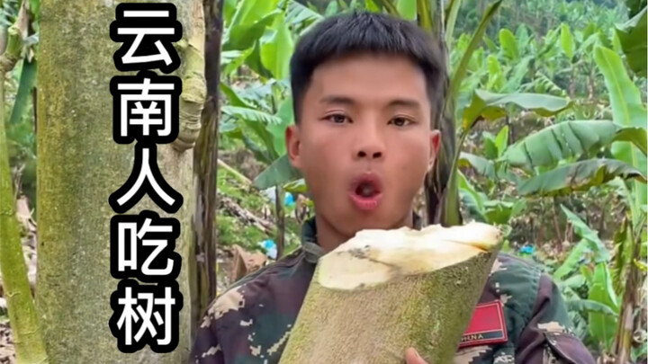 Pohon yang bisa dimakan di Yunnan