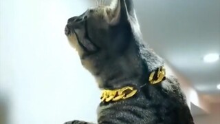 我不相信还有比狸花猫更好的猫咪