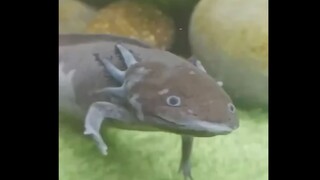 How to make a giant salamander appear intelligent