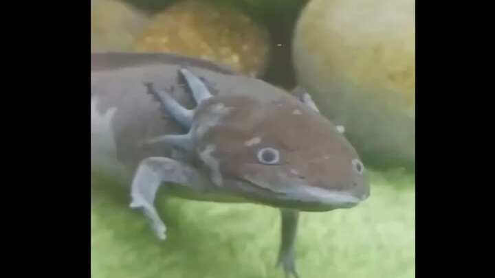 How to make a giant salamander appear intelligent