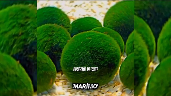 RORONOA ZORO!!