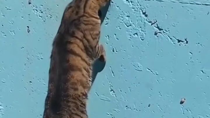 funny video #funnyvideo #catfunny #bilibilishort #shortfunny