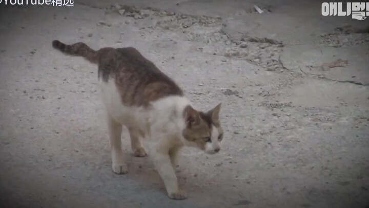 แมวตัวเมียที่ขออาหารให้ลูกน้อย...TAT