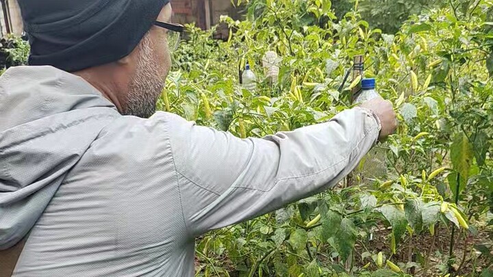Panen di kebun teman