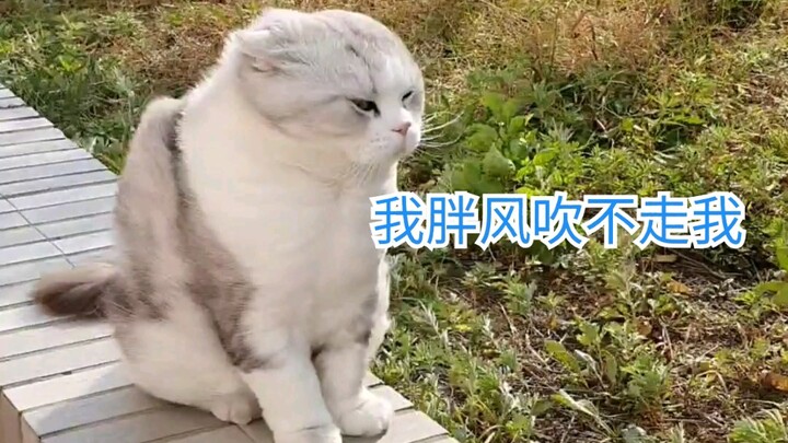 Wajahnya sampai jadi segitiga karena terus ditiup angin, tapi kucing ini tetap ngotot enggak mau pul