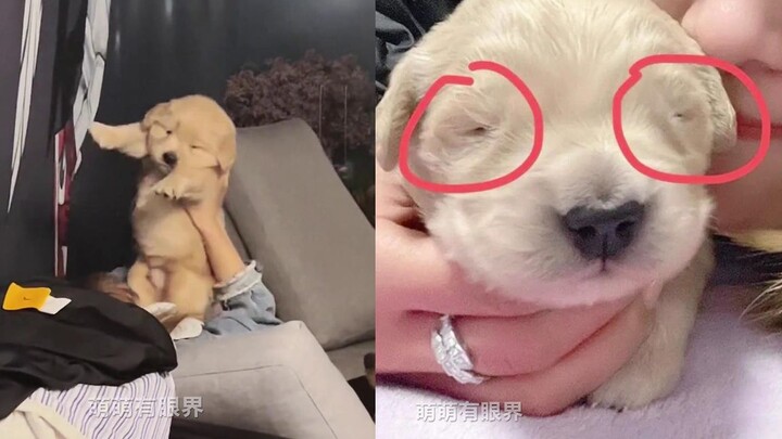 Even Golden Retrievers can have an ugly moment? Haha, this might be the dog with the smallest eyes o
