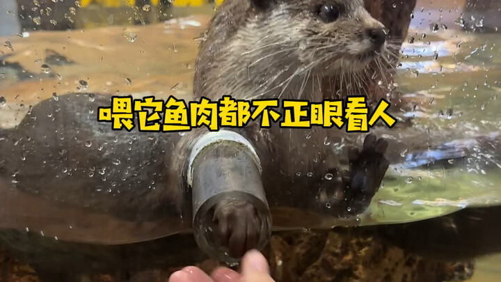 You’ll pay a price for tricking the little otter!