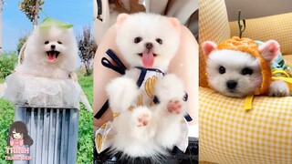 #2 ❤ Những Chú Chó Phốc Sóc Mini Dễ Thương Nhất trên Tik Tok