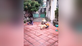 Nghiêm chỉnh chấp hành...cunyeucuadua yeucho yeuchomeo cún cúncon chó chómèo chócon chókhôn yeuchomeo chócute pet dog dogsoftiktok