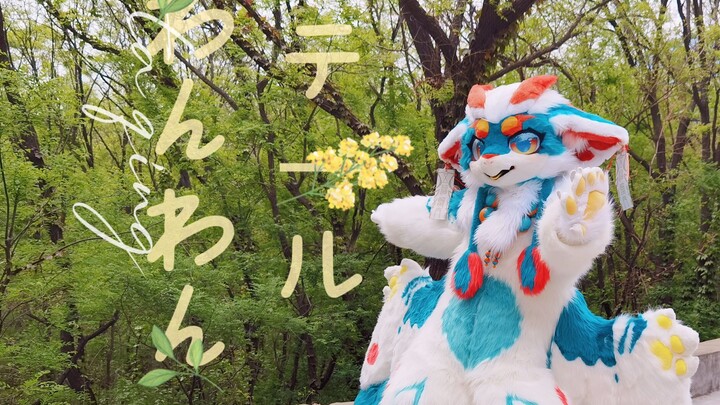 【Vũ điệu lông】Đuôi rồng lông nhỏ!