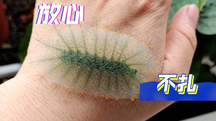 Small Leopard Leafwing Butterfly Baby