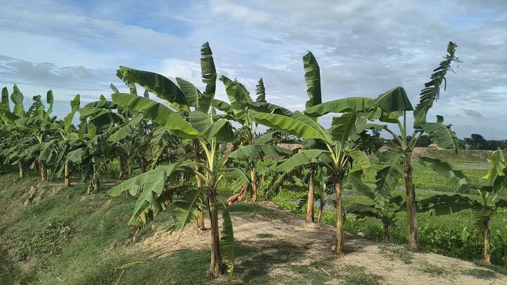 Bangladesh Nature