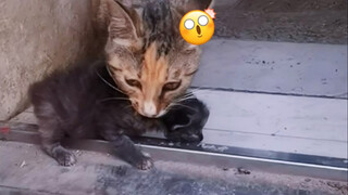 Mother cat came to me after I save her little kitty