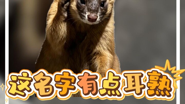 Musang: Nama ini terdengar agak familiar