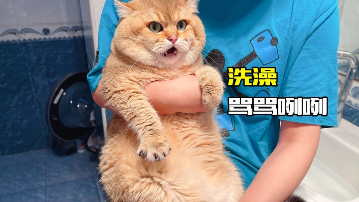 On New Year’s Day, I’m giving a grumpy cat a bath!